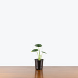 Alocasia Lukiwan — 4" Pot