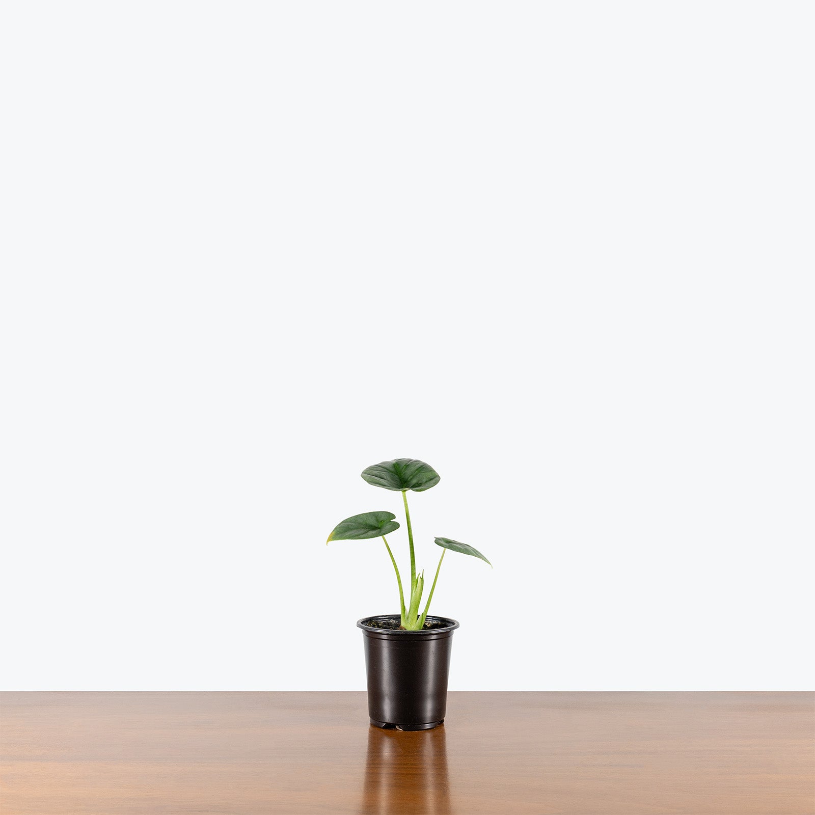 Alocasia Lukiwan | Indoor Tropical Plants & Houseplants for Delivery | Care Guide and Pro Tips