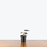 Alocasia Mandalay — 4" Pot