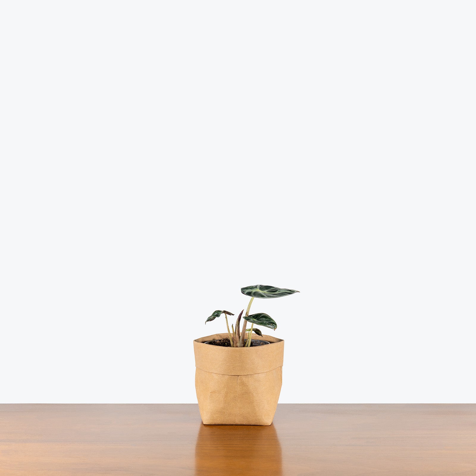 Alocasia Mandalay | Care Guide and Pro Tips - Delivery from Toronto across Canada - JOMO Studio