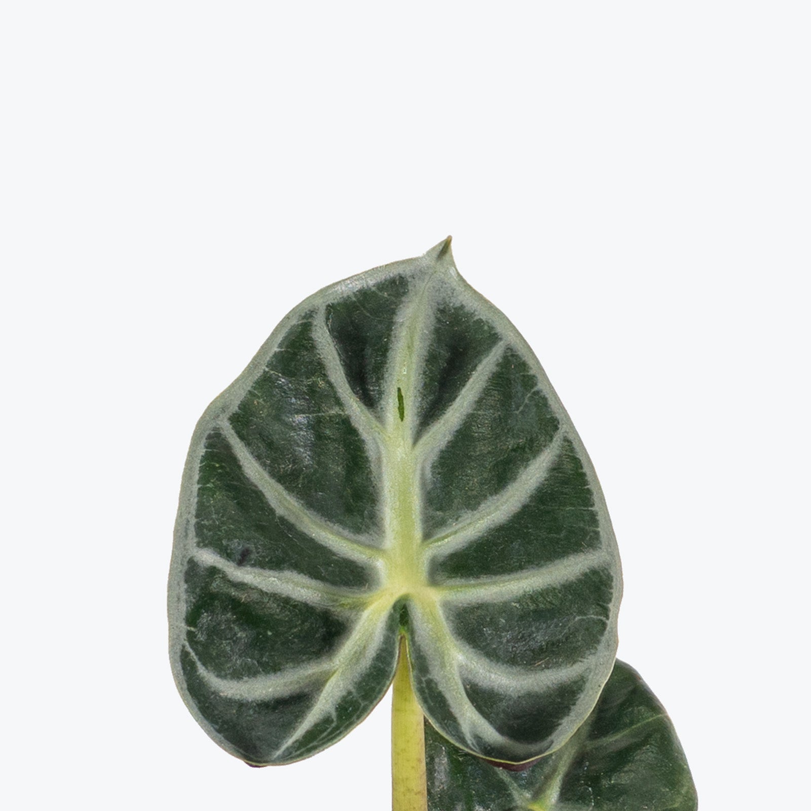 Alocasia Mandalay | Care Guide and Pro Tips - Delivery from Toronto across Canada - JOMO Studio