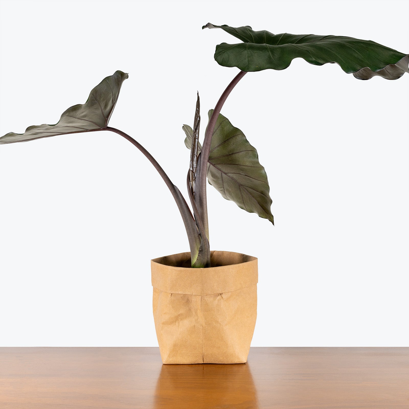 Alocasia Metalhead - House Plants Delivery Toronto - JOMO Studio