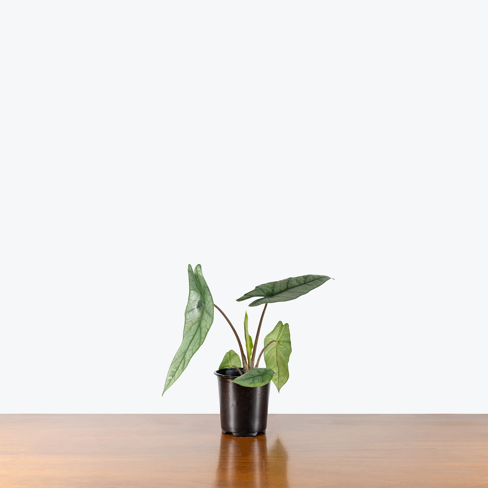 Alocasia Metallic Blue | Care Guide and Pro Tips - Delivery from Toronto across Canada - JOMO Studio