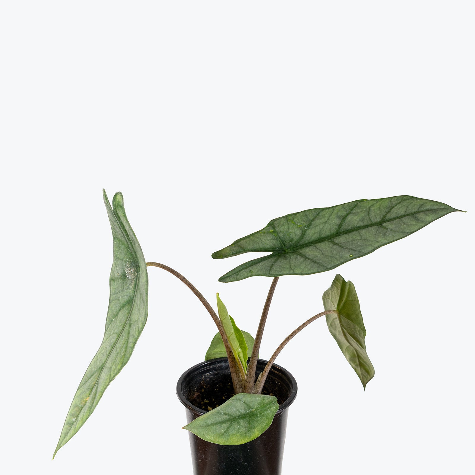 Alocasia Metallic Blue | Care Guide and Pro Tips - Delivery from Toronto across Canada - JOMO Studio