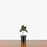 Alocasia Nairobi Nights — 4" Pot