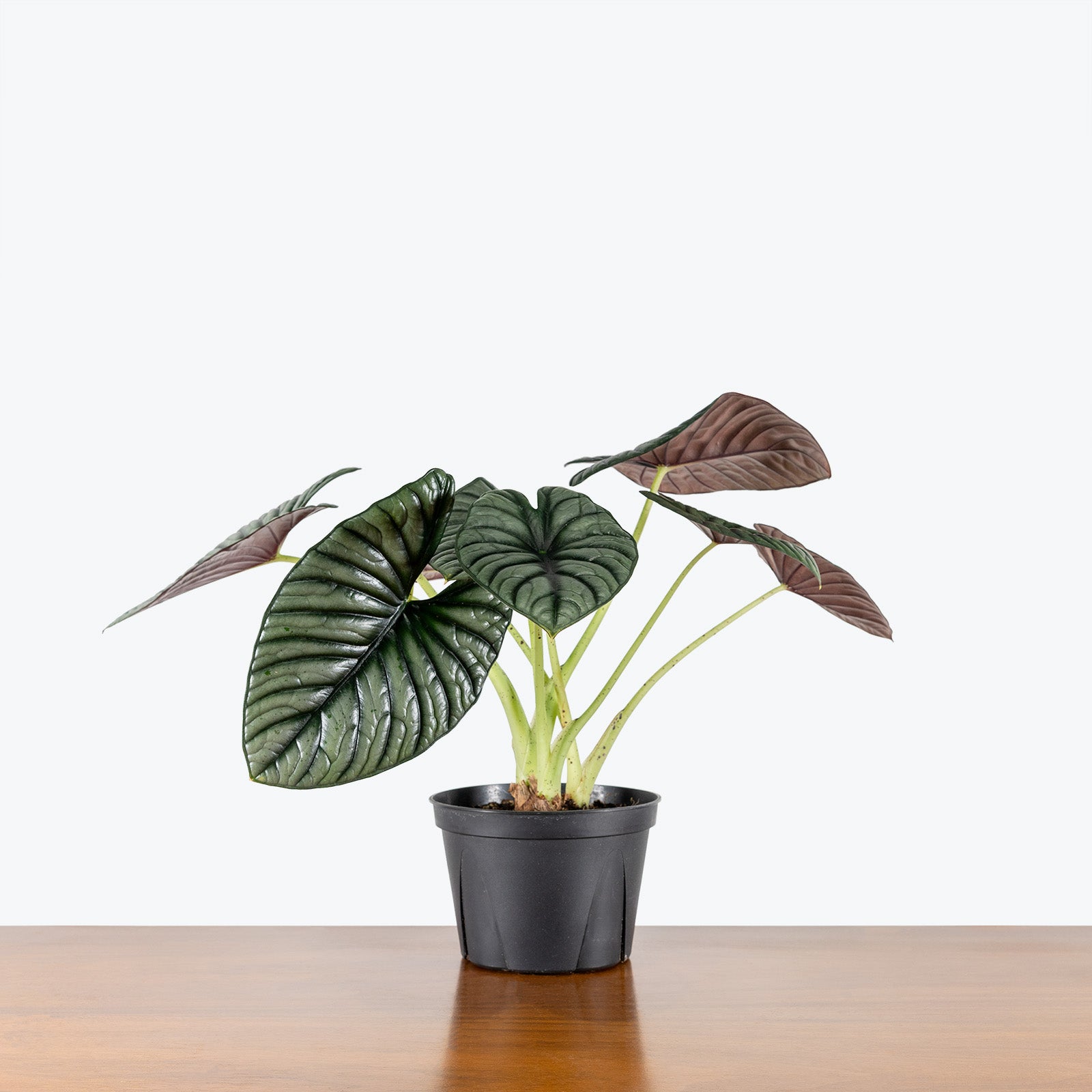 Alocasia Nebula | Care Guide and Pro Tips - House Plant Delivery from Toronto across Canada - JOMO Studio