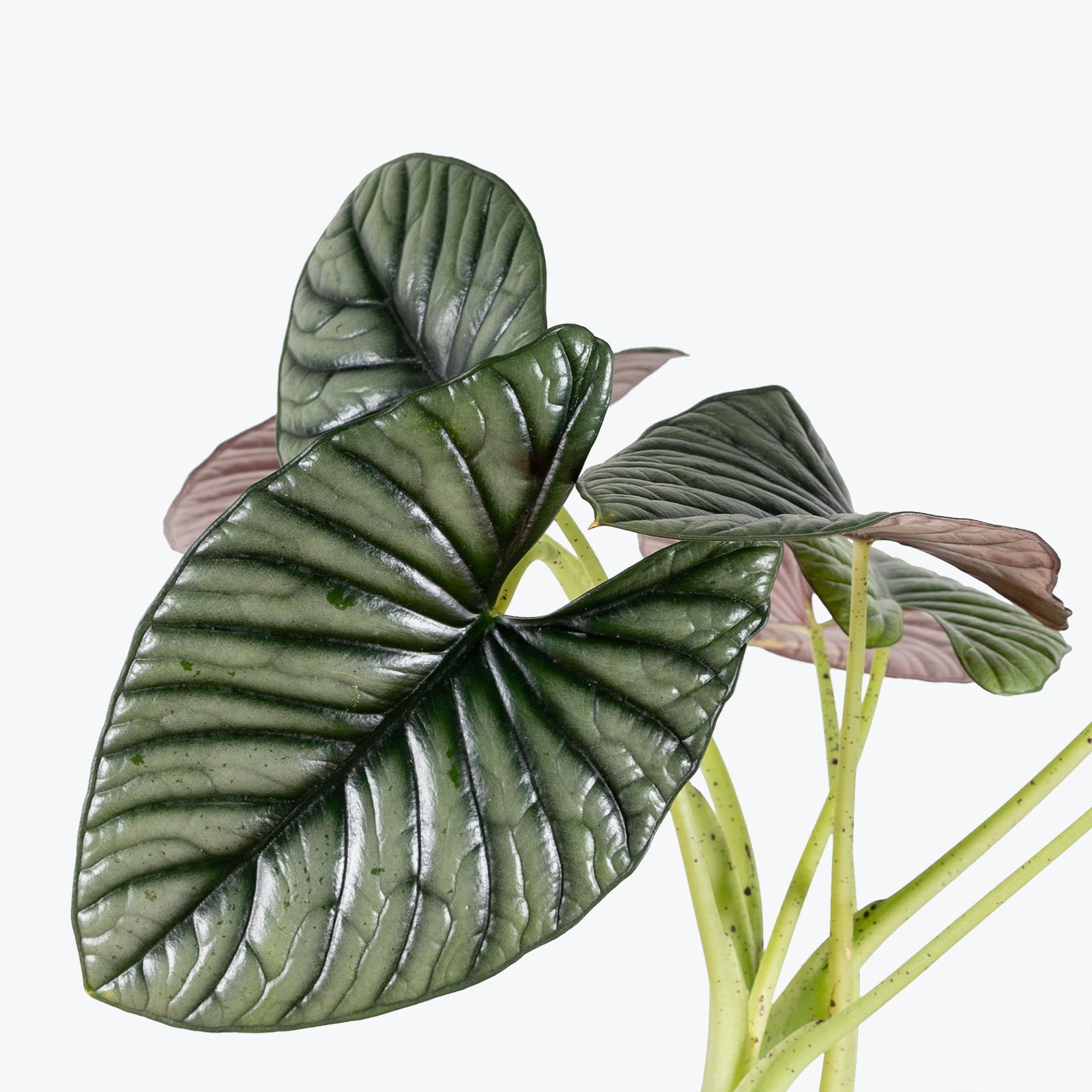 Alocasia Nebula | Care Guide and Pro Tips - House Plant Delivery from Toronto across Canada - JOMO Studio