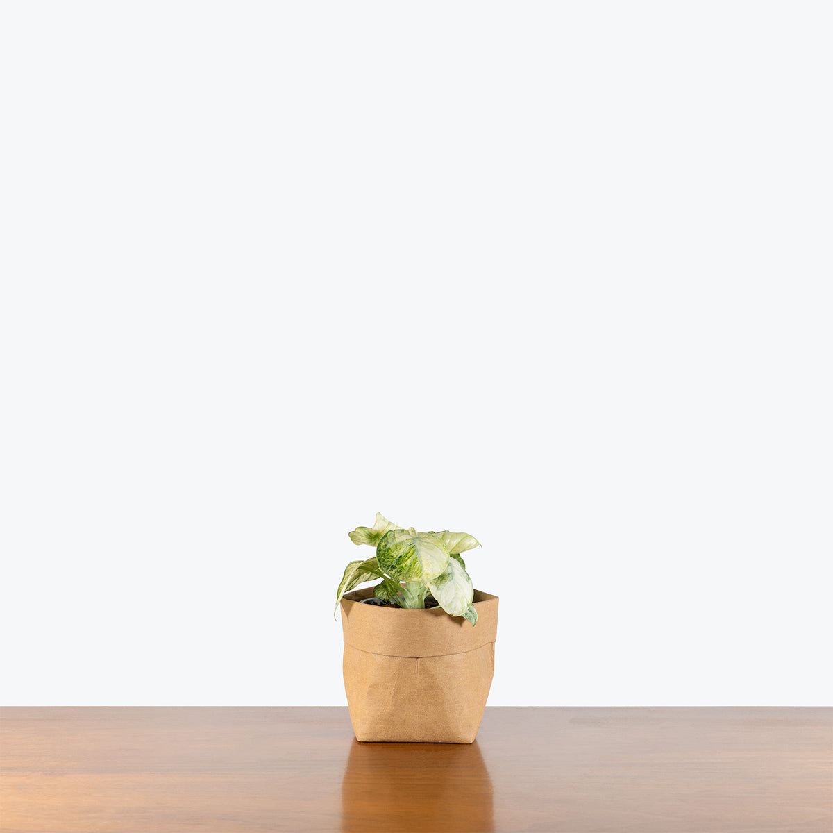 Alocasia Ninja Variegated | Care Guide and Pro Tips - Delivery from Toronto across Canada - JOMO Studio