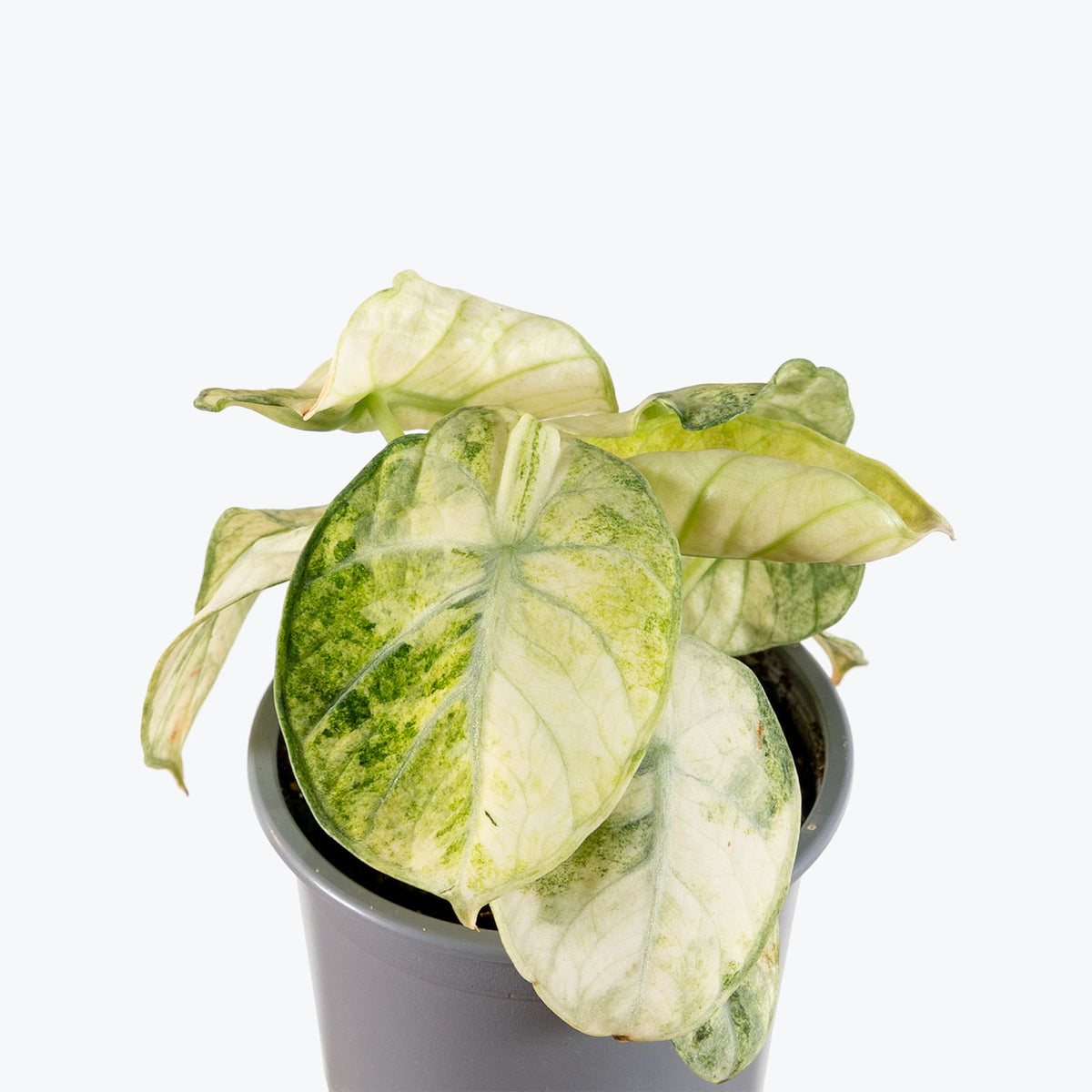 Alocasia Ninja Variegated | Care Guide and Pro Tips - Delivery from Toronto across Canada - JOMO Studio