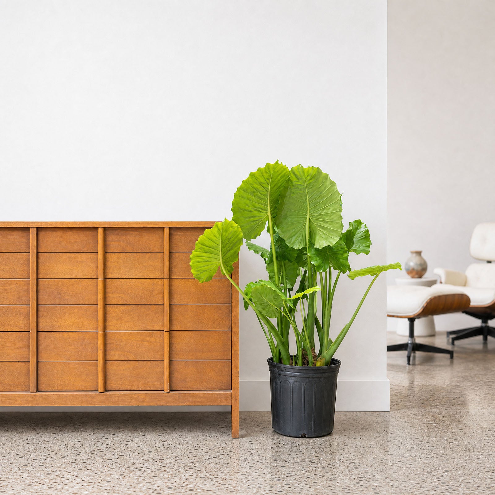 Alocasia Odora - House Plants Delivery Toronto - JOMO Studio