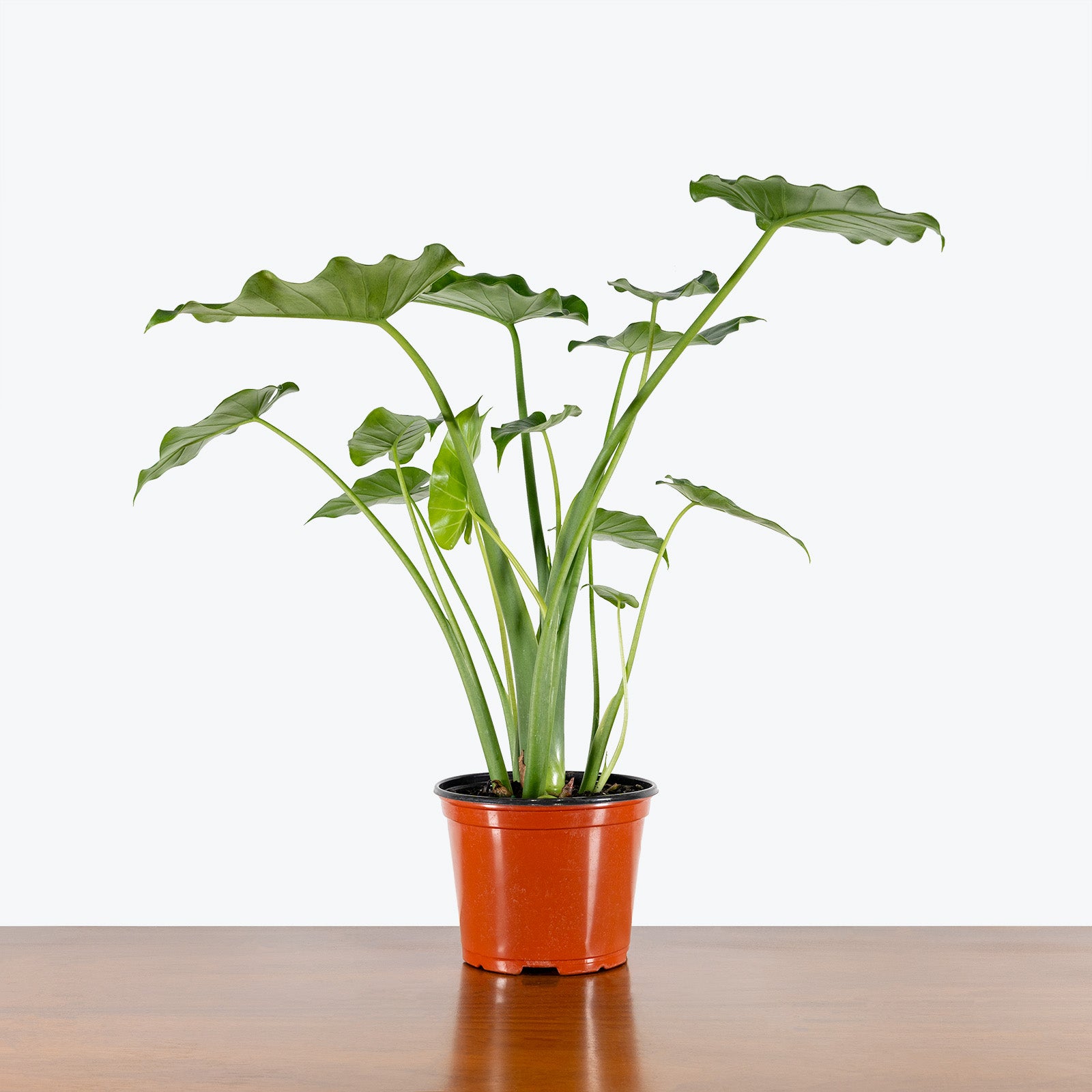 Alocasia Odora - House Plants Delivery Toronto - JOMO Studio