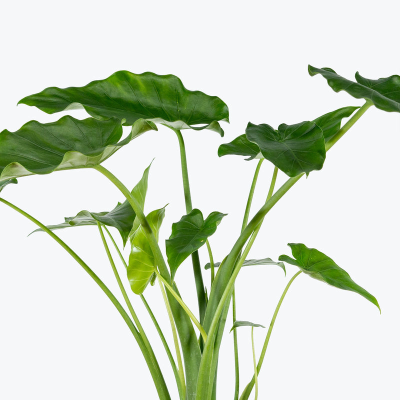 Alocasia Odora - House Plants Delivery Toronto - JOMO Studio