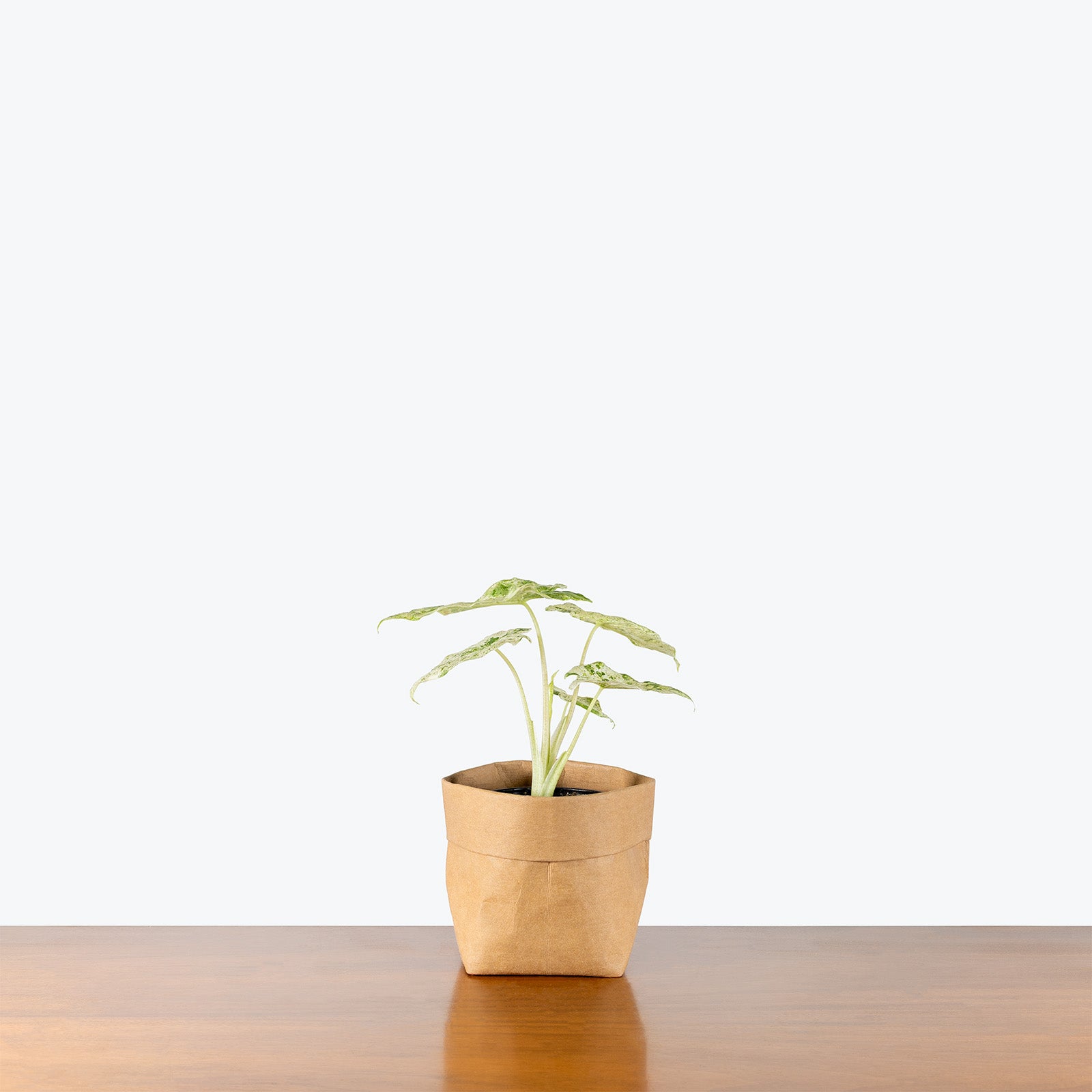Alocasia Odora Batik | Care Guide and Pro Tips - Delivery from Toronto across Canada - JOMO Studio