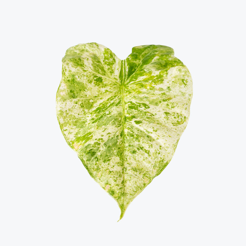 Alocasia Odora Batik | Care Guide and Pro Tips - Delivery from Toronto across Canada - JOMO Studio
