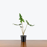 Alocasia Portei — 4" Pot (smaller than picture)