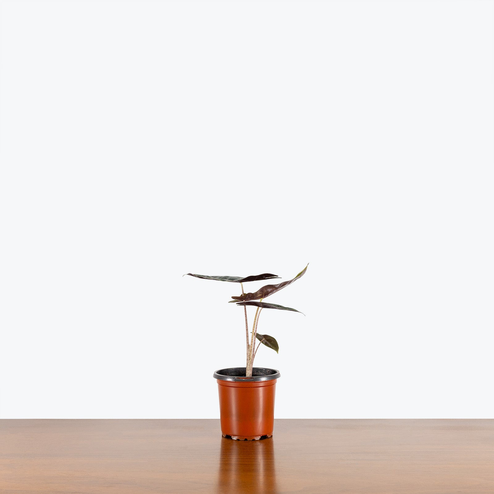 Alocasia Pseudo Sanderiana - House Plants Delivery Toronto - JOMO Studio