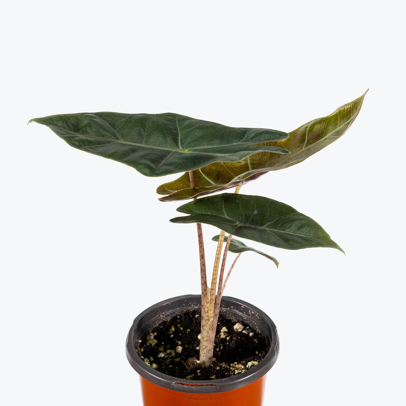 Alocasia Pseudo Sanderiana - House Plants Delivery Toronto - JOMO Studio