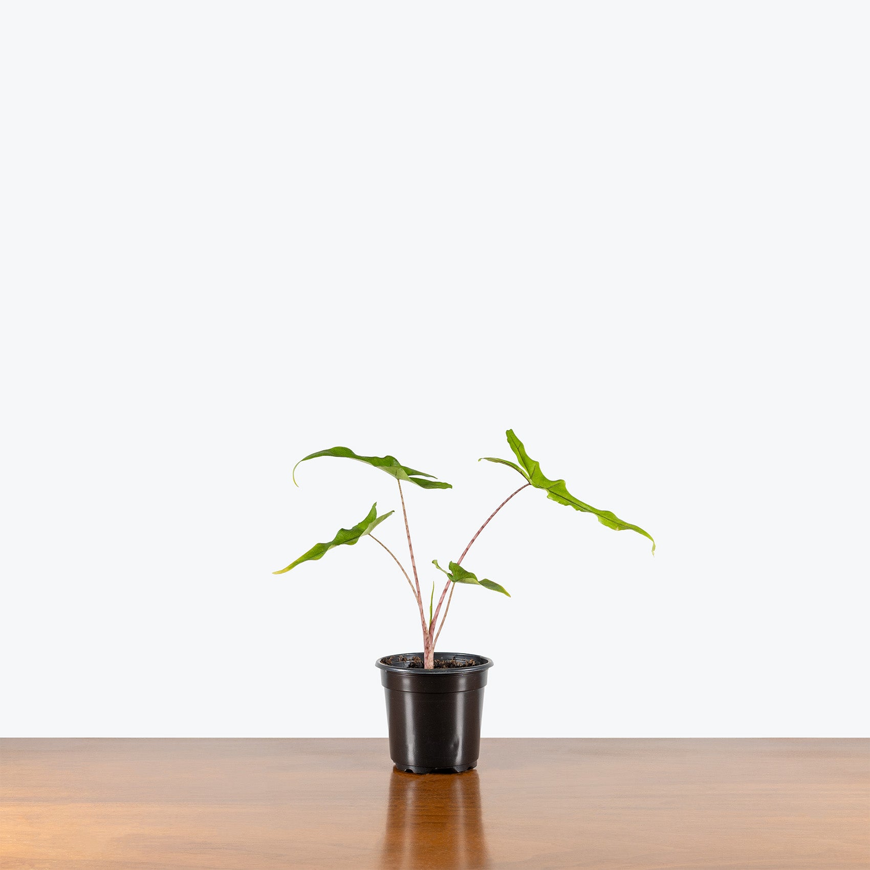 Alocasia Sabrina | Indoor Tropical Plants & Houseplants for Delivery | Care Guide and Pro Tips