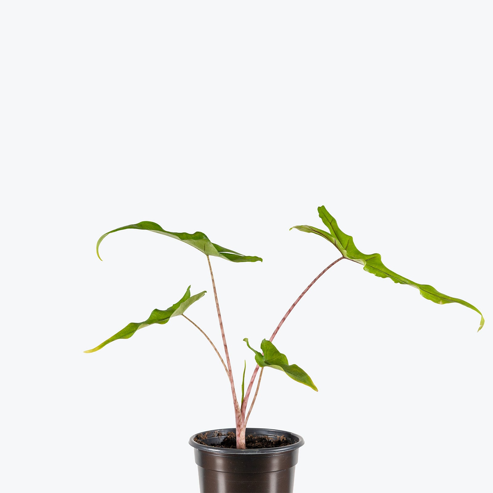 Alocasia Sabrina | Indoor Tropical Plants & Houseplants for Delivery | Care Guide and Pro Tips