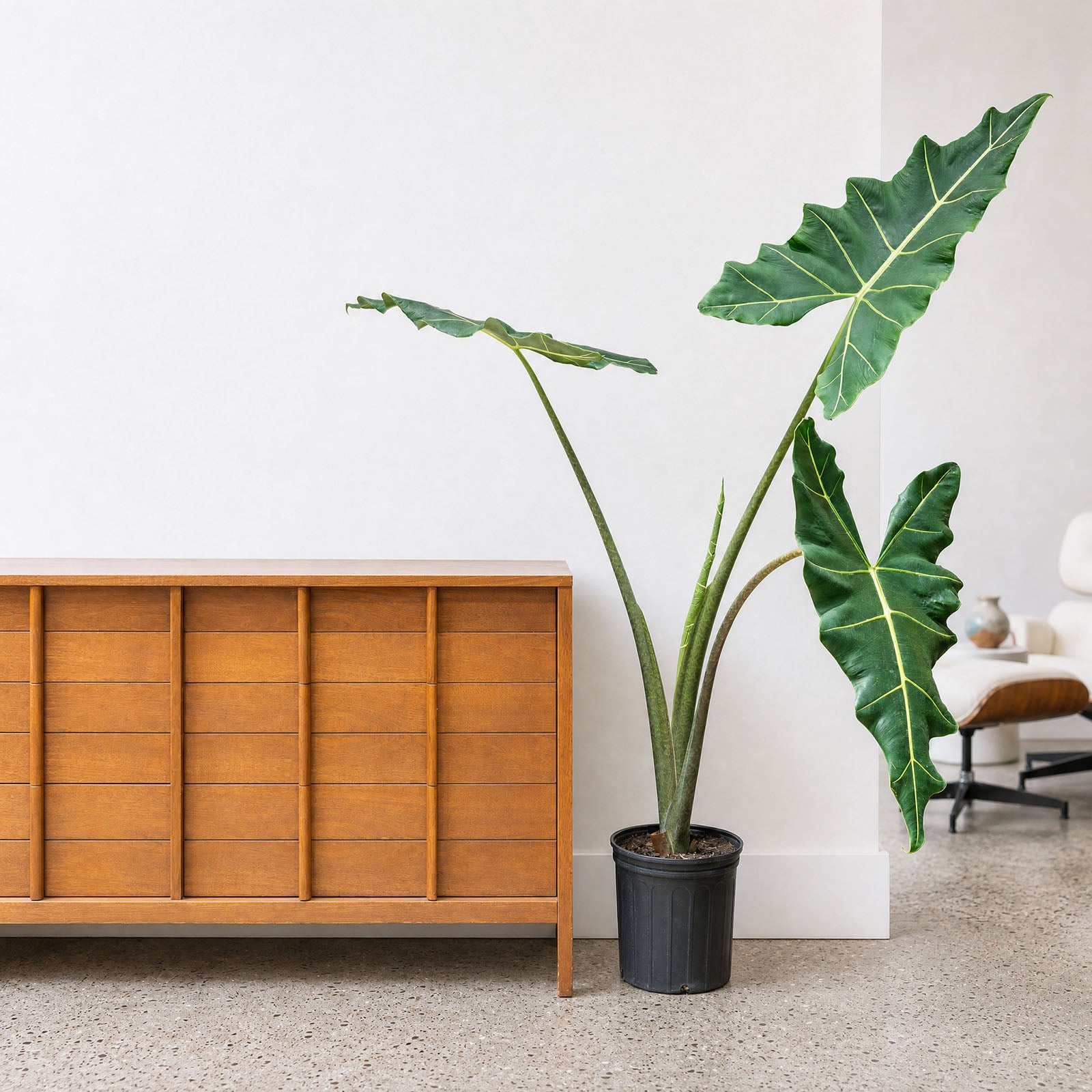 Alocasia Sarian - House Plants Delivery Toronto - JOMO Studio