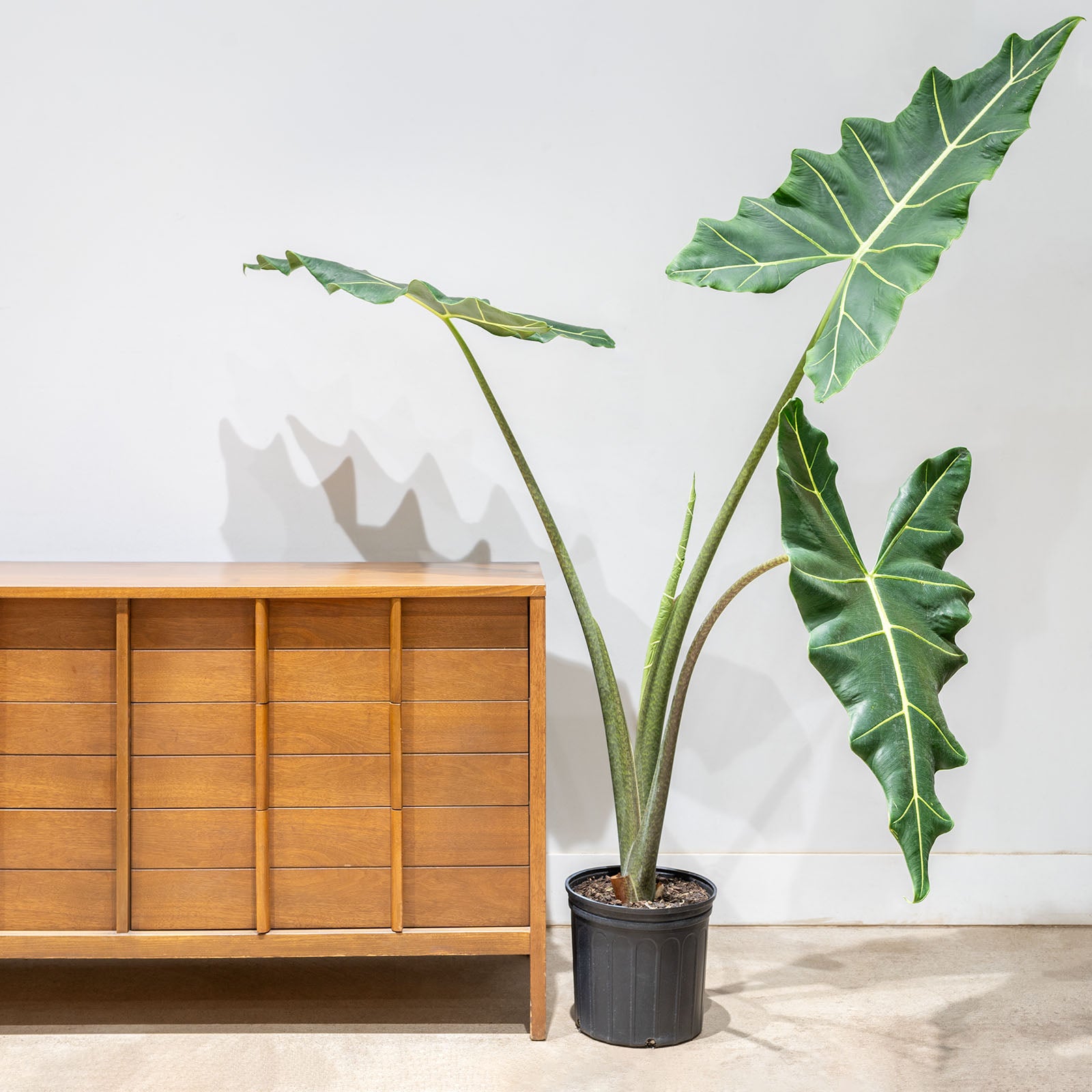 Alocasia Sarian - House Plants Delivery Toronto - JOMO Studio