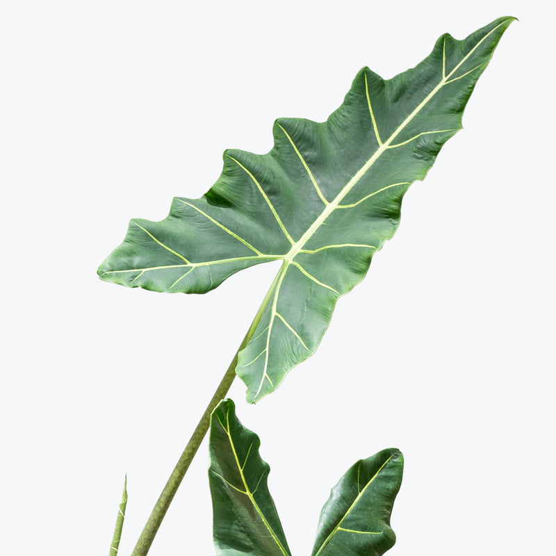 Alocasia Sarian | Care Guide and Pro Tips - Delivery from Toronto across Canada - JOMO Studio