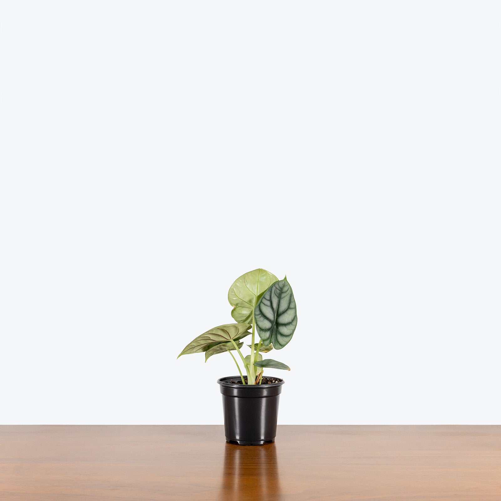 Alocasia Silver Dragon | Care Guide and Pro Tips - Delivery from Toronto across Canada - JOMO Studio
