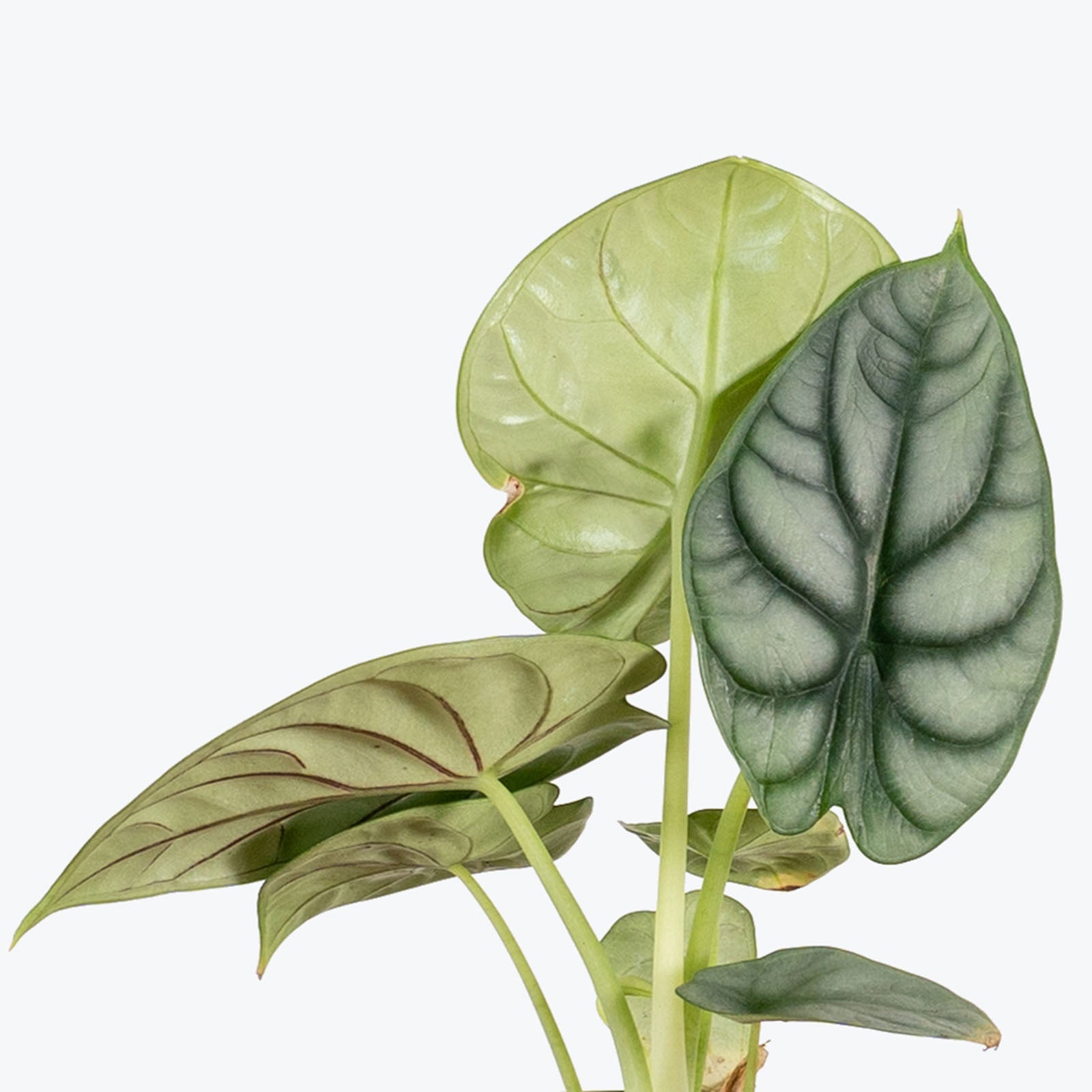 Alocasia Silver Dragon | Care Guide and Pro Tips - Delivery from Toronto across Canada - JOMO Studio