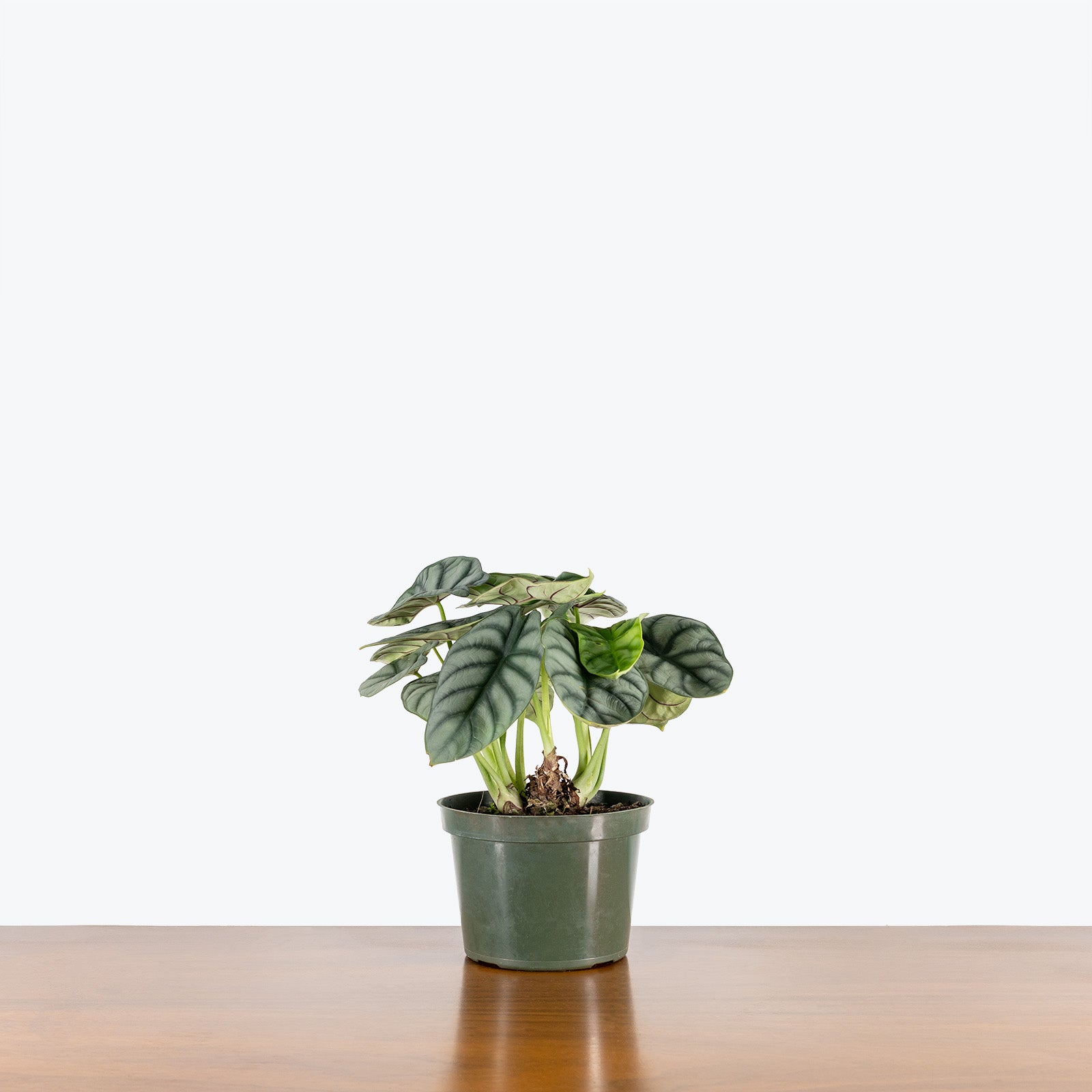 Alocasia Silver Dragon - House Plants Delivery Toronto - JOMO Studio