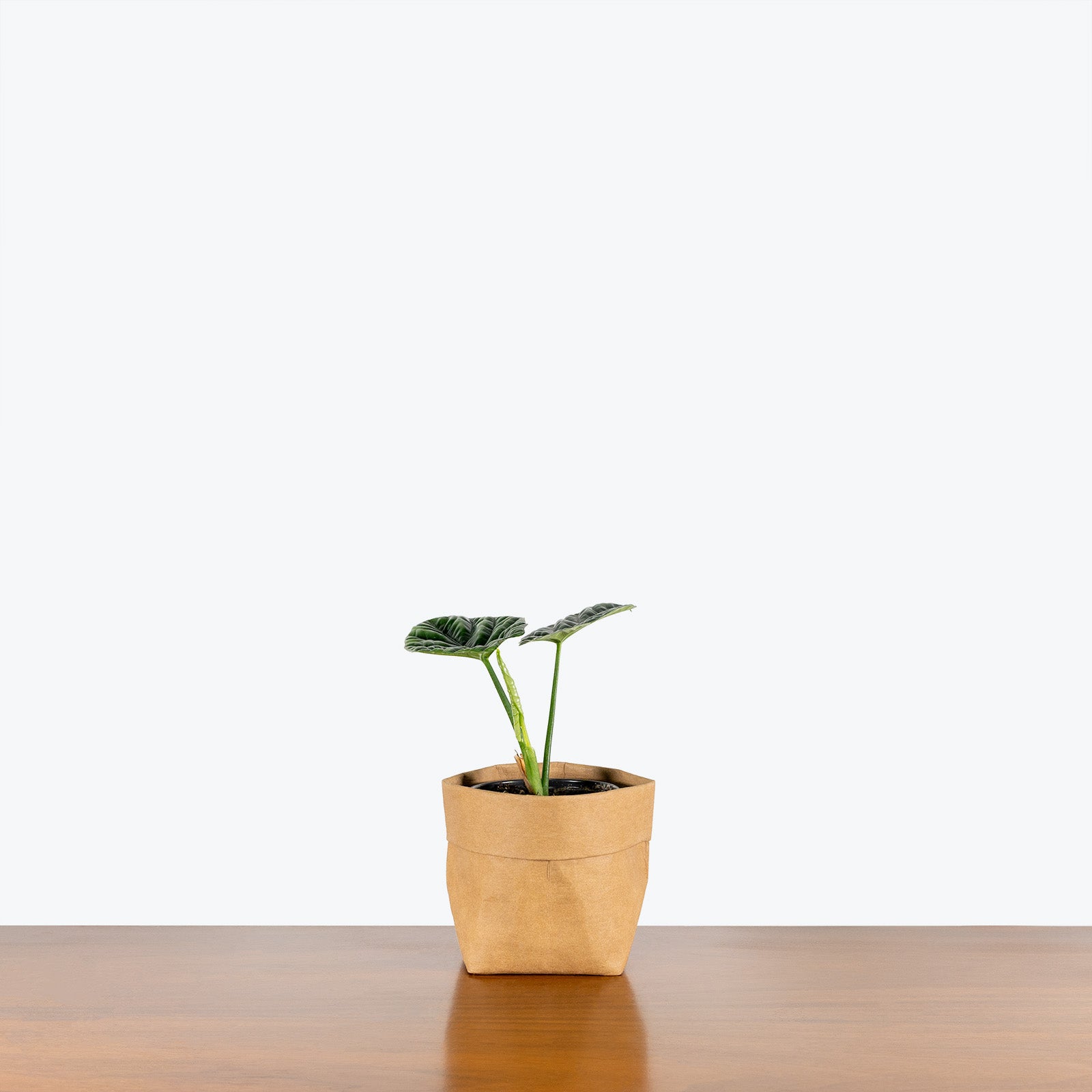 Alocasia Sinuata 'Quilted Dream' | Care Guide and Pro Tips - Delivery from Toronto across Canada - JOMO Studio