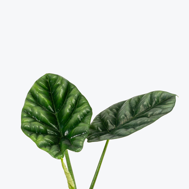 Alocasia Sinuata 'Quilted Dream' | Care Guide and Pro Tips - Delivery from Toronto across Canada - JOMO Studio