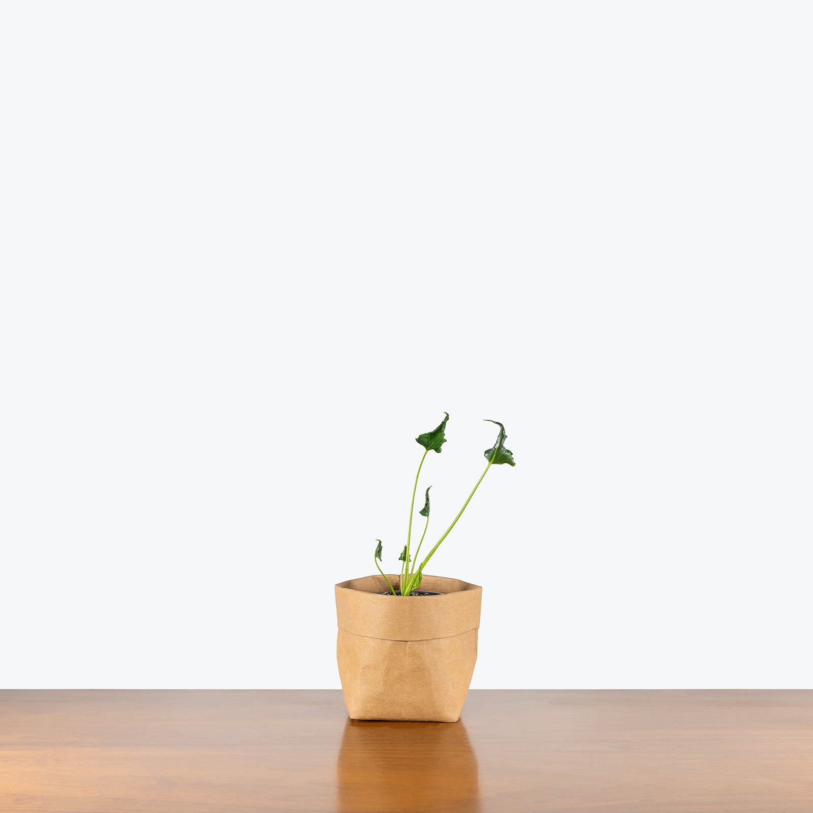 Alocasia Triangularis | Care Guide and Pro Tips - Delivery from Toronto across Canada - JOMO Studio