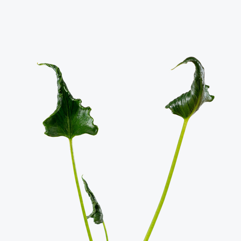 Alocasia Triangularis | Care Guide and Pro Tips - Delivery from Toronto across Canada - JOMO Studio
