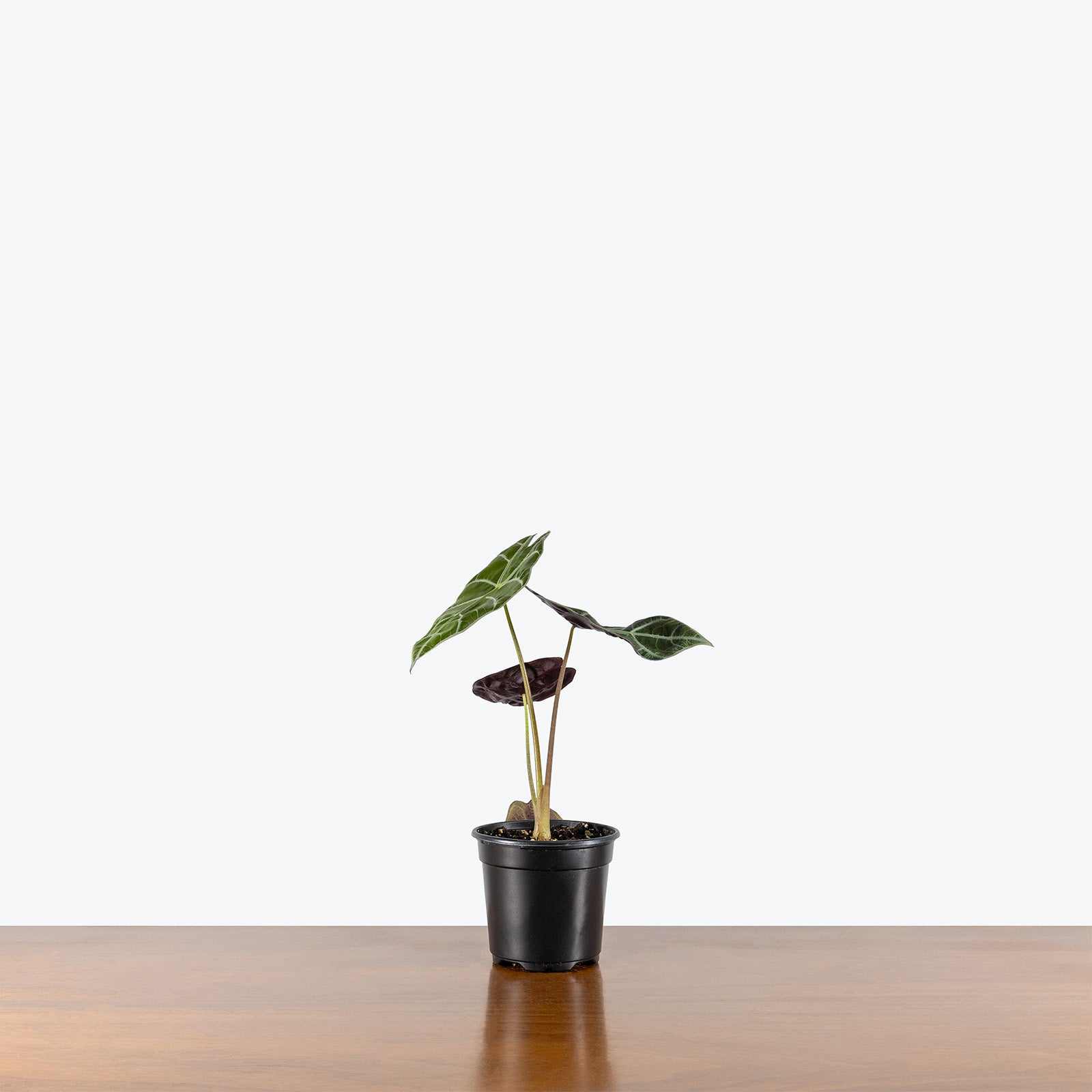 Alocasia Watsoniana | Care Guide and Pro Tips - Delivery from Toronto across Canada - JOMO Studio
