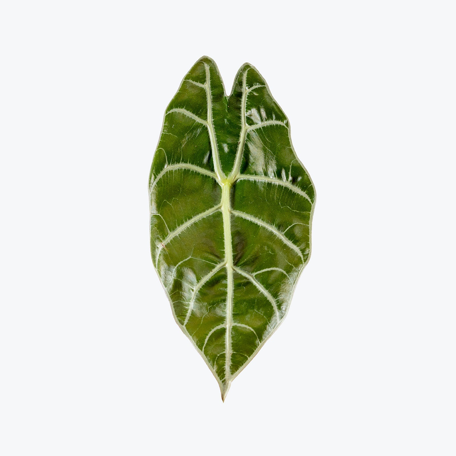 Alocasia Watsoniana | Care Guide and Pro Tips - Delivery from Toronto across Canada - JOMO Studio