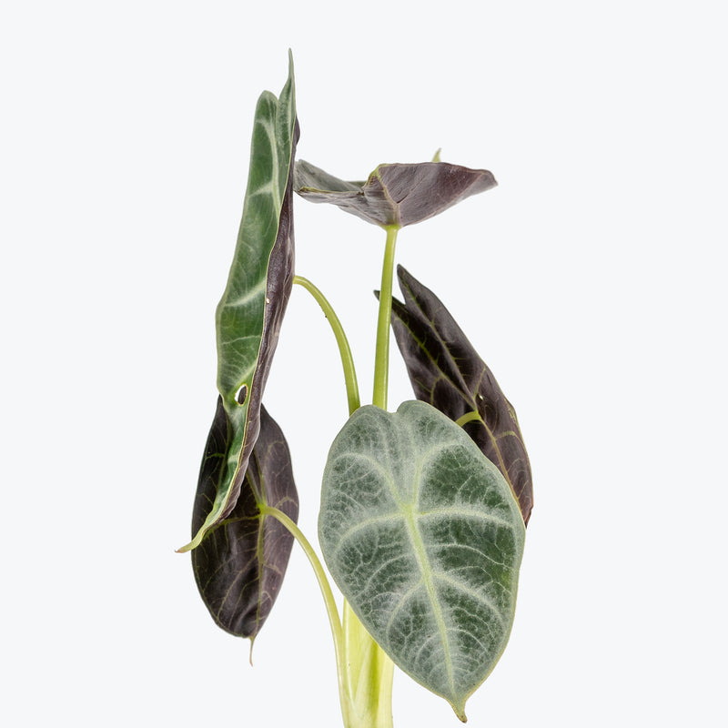 Alocasia Watsoniana Lightning | Care Guide and Pro Tips - Delivery from Toronto across Canada - JOMO Studio
