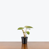 Alocasia Yucatan Mint — 4" Pot (smaller than picture)