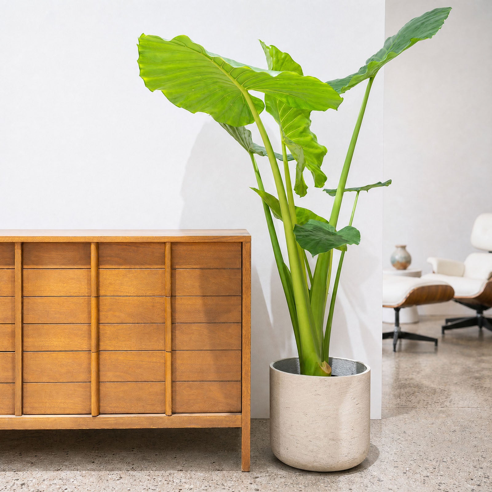 Alocasia Calidora - House Plants Delivery Toronto - JOMO Studio