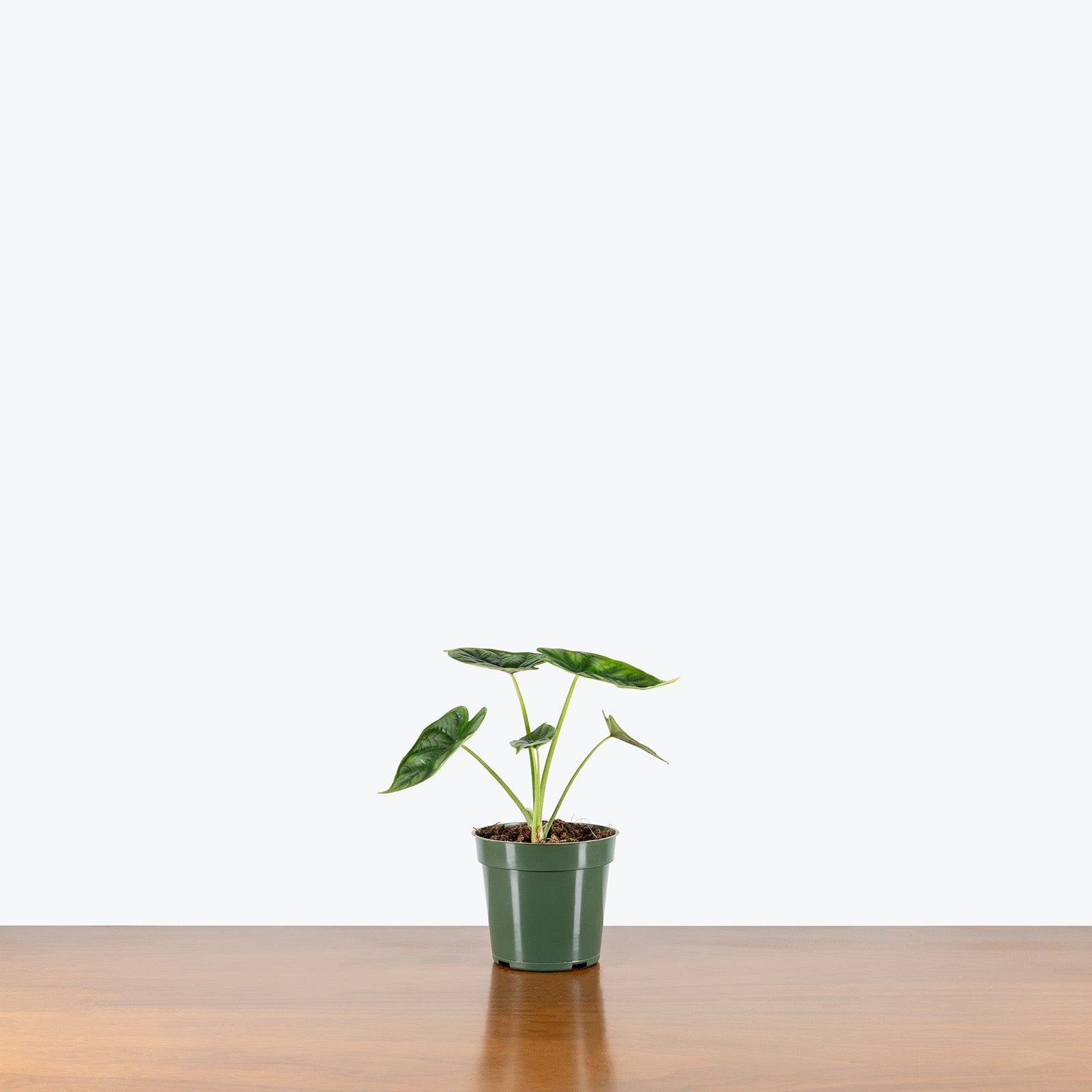 Alocasia Dragon Scale | Care Guide and Pro Tips - Delivery from Toronto across Canada - JOMO Studio