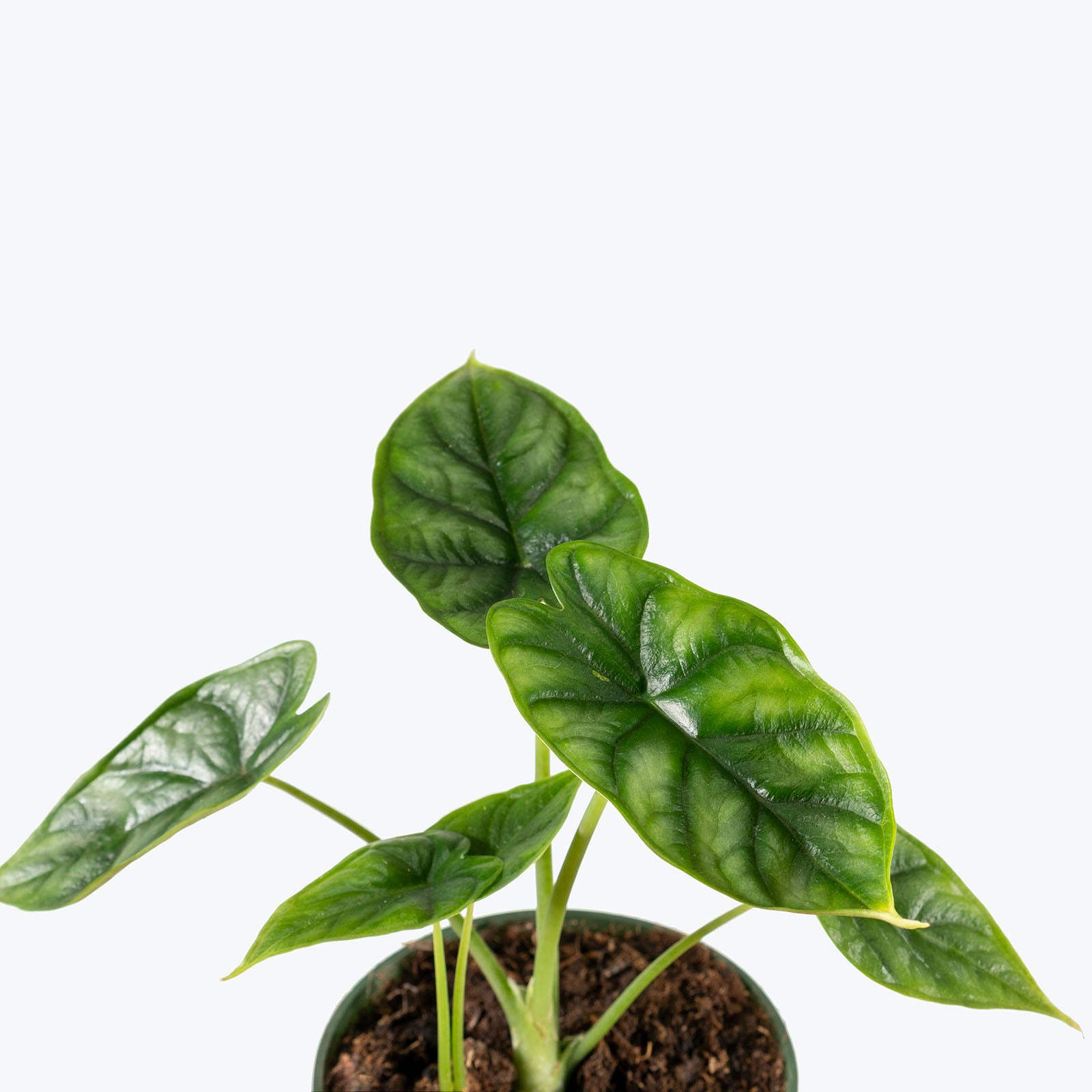 Alocasia Dragon Scale | Care Guide and Pro Tips - Delivery from Toronto across Canada - JOMO Studio