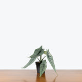 Alocasia Dragon's Breath — 4" Pot (blemishes expected)