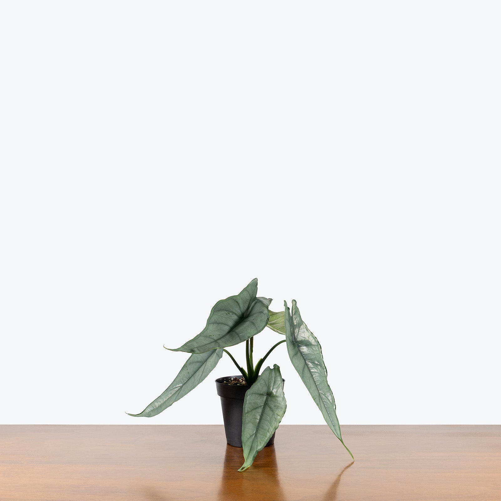 Alocasia Dragon's Breath | Care Guide and Pro Tips - Delivery from Toronto across Canada - JOMO Studio
