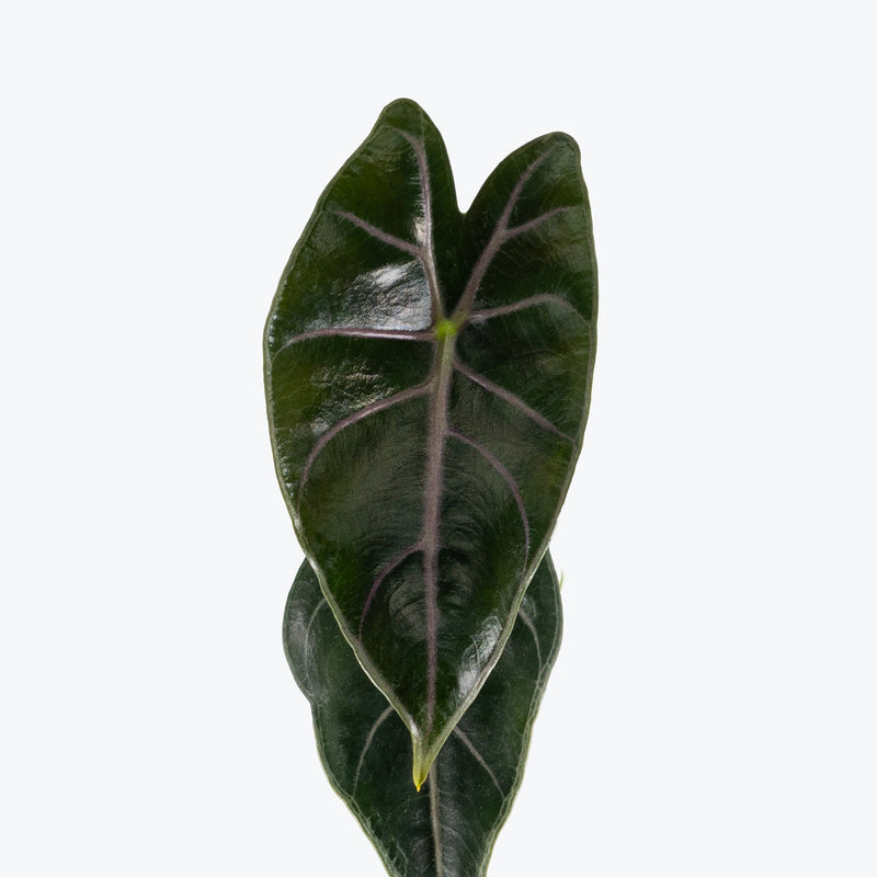 Alocasia Longiloba Suhirmaniana Purple Vein | Care Guide and Pro Tips - Delivery from Toronto across Canada - JOMO Studio