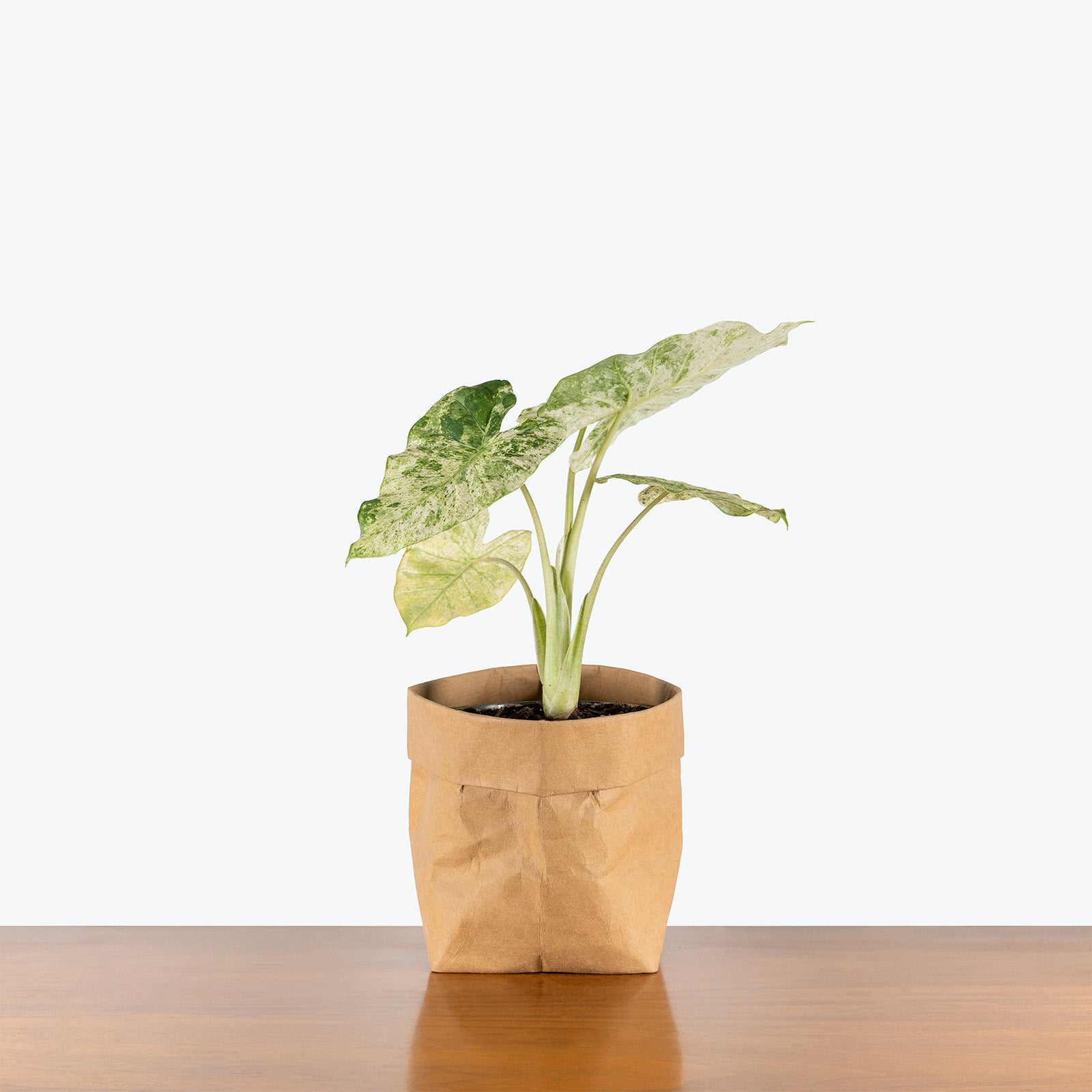 Alocasia Macrorrhiza Camouflage Variegata | Grow and Care Tips - House Plants Delivery Toronto Canada - JOMO Studio