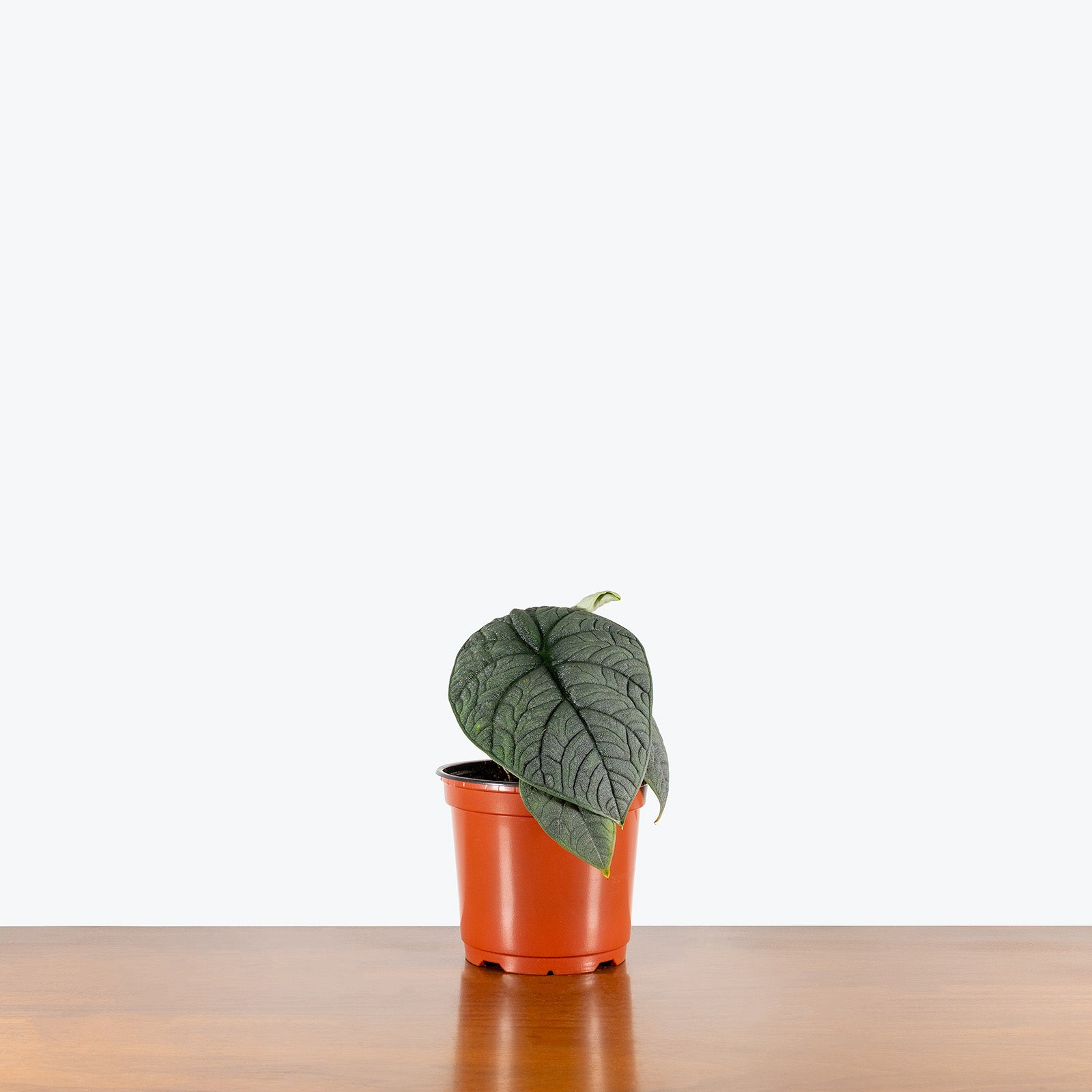 Alocasia Melo | Care Guide and Pro Tips - Delivery from Toronto across Canada - JOMO Studio