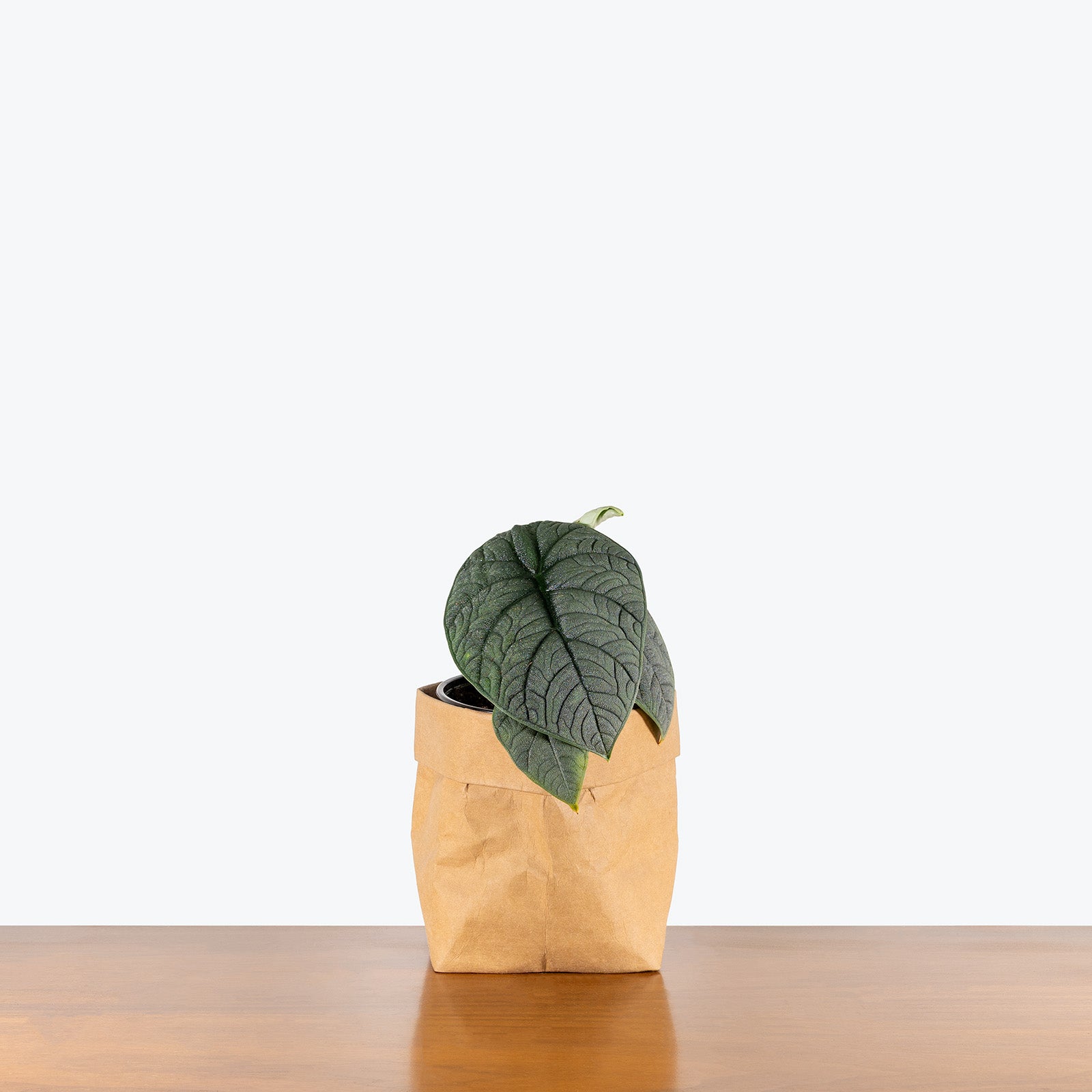 Alocasia Melo | Care Guide and Pro Tips - Delivery from Toronto across Canada - JOMO Studio