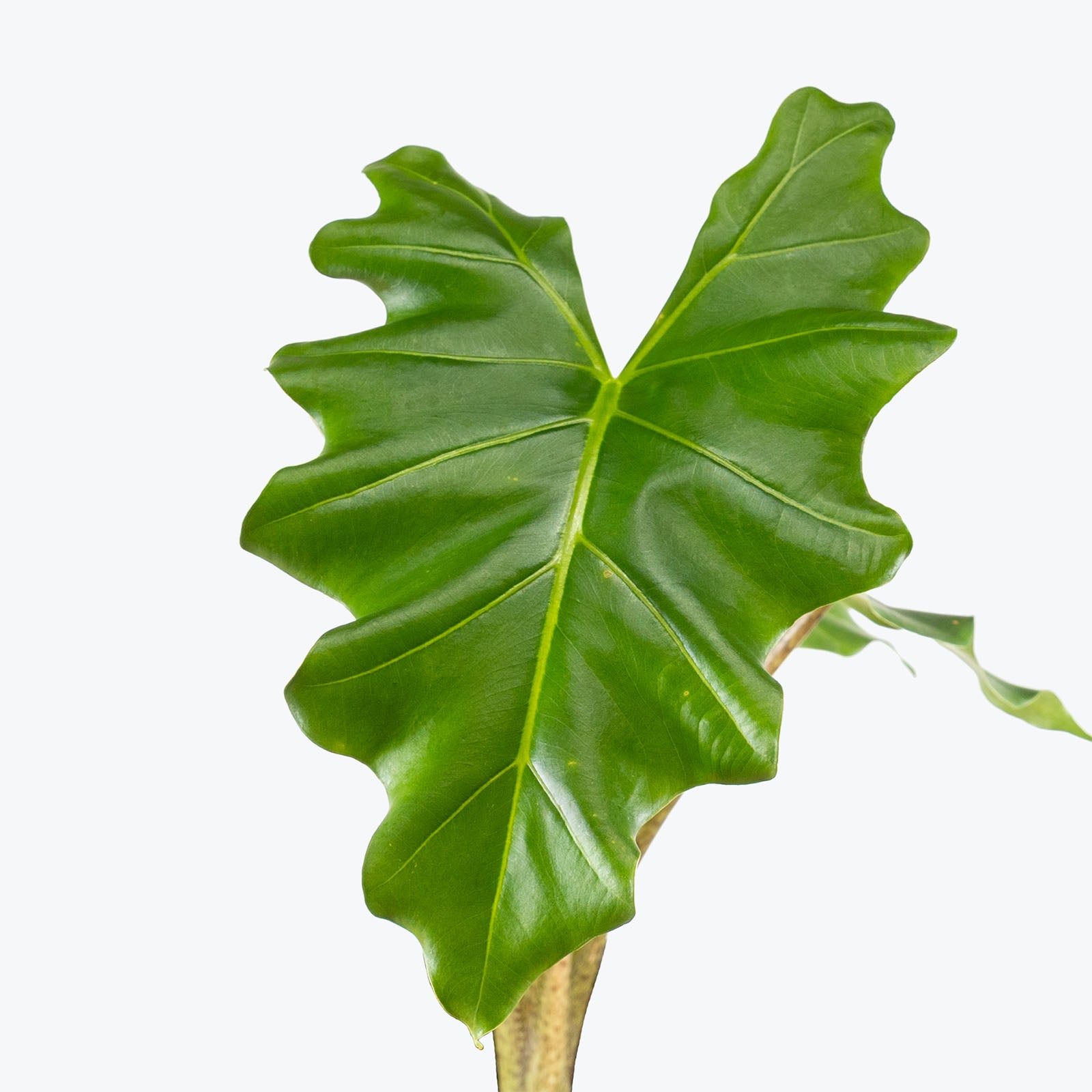 Alocasia Portora | Care Guide and Pro Tips - Delivery from Toronto across Canada - JOMO Studio
