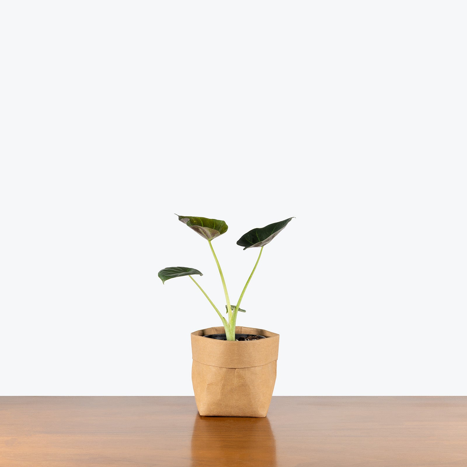 Alocasia Regal Shields | Care Guide and Pro Tips - Delivery from Toronto across Canada - JOMO Studio