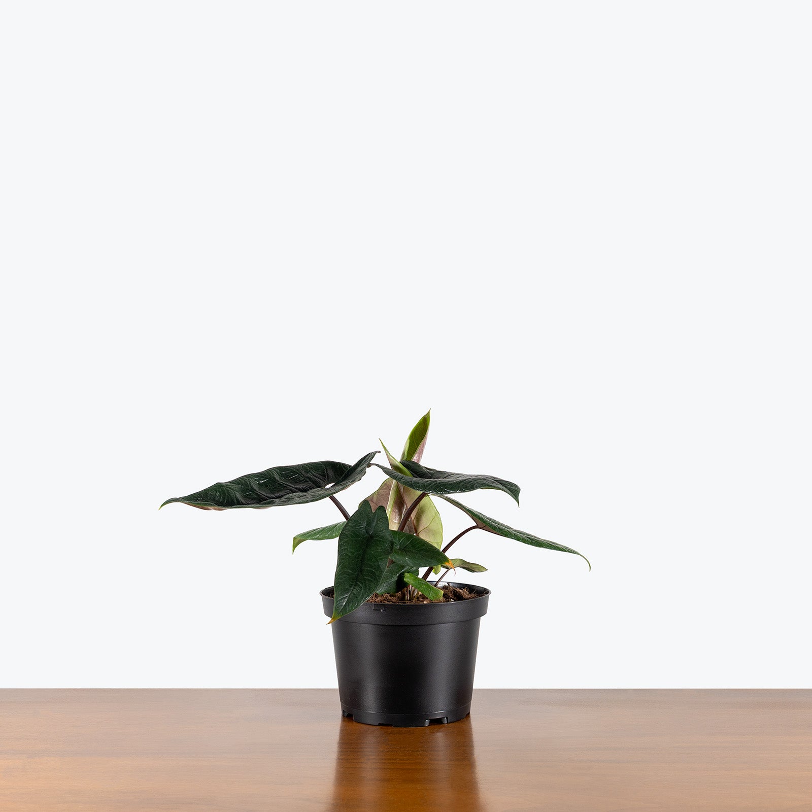 Alocasia Scalprum | Care Guide and Pro Tips - Delivery from Toronto across Canada - JOMO Studio