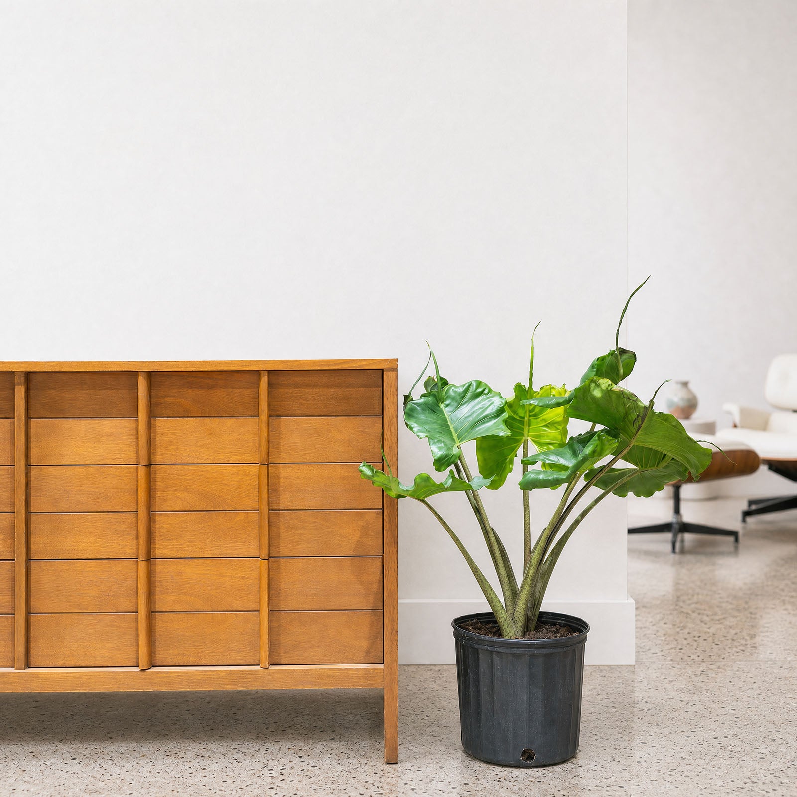 Alocasia Stingray | Care Guide and Pro Tips - Delivery from Toronto across Canada - JOMO Studio